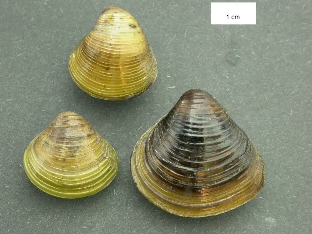 Gatunek słodkowodnego małża, który wyginął w Polsce – przyczyny i skutki