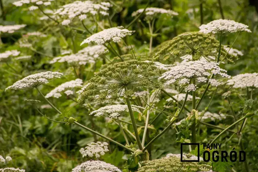 Silnie trujące chwasty w ogrodzie? Rozpoznaj i usuń bezpiecznie!