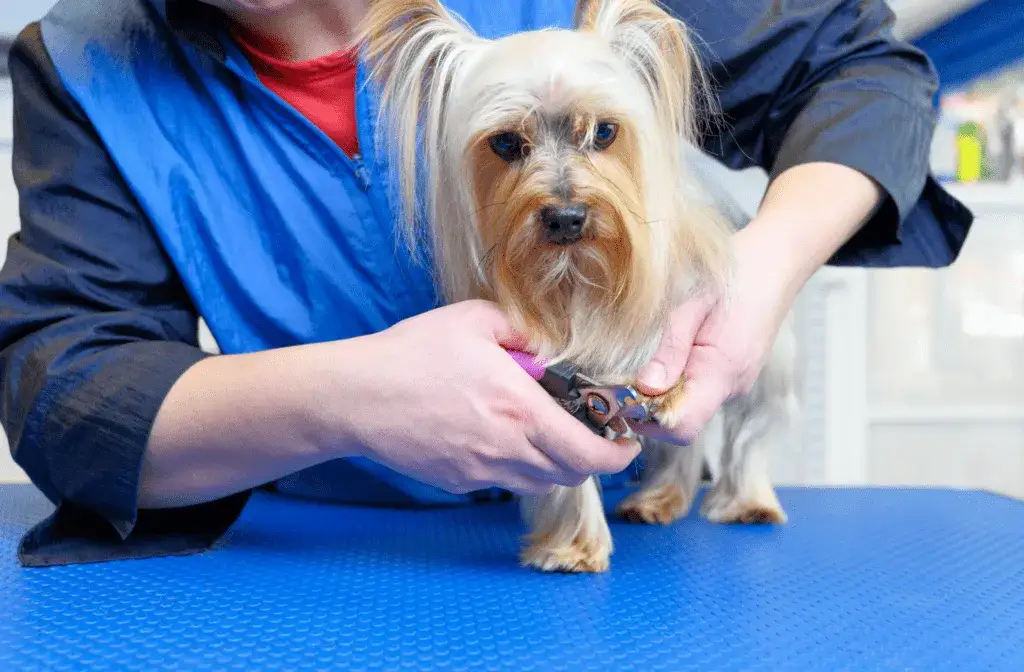 Czy weterynarz obcina pazury psu? Sprawdź, co warto wiedzieć