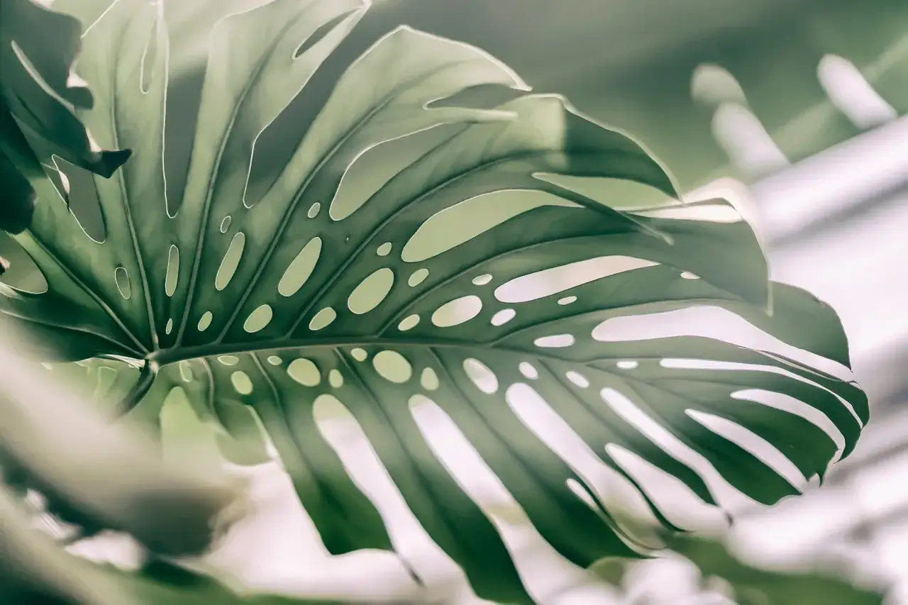 Duży, zielony liść monstery z charakterystycznymi otworami, jakby wyrwany prosto z dżungli. Monstera w naturze zachwyca swoją formą.