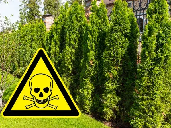 Czy tuja jest trująca dla psa? Objawy zatrucia, które musisz znać