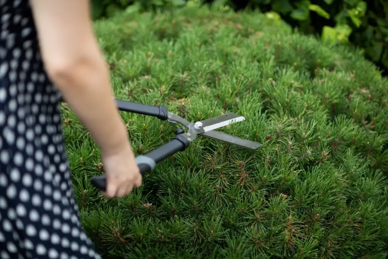 Osoba w kropkowanej sukience przycina sosnę nożycami, nadając jej ładny kształt.