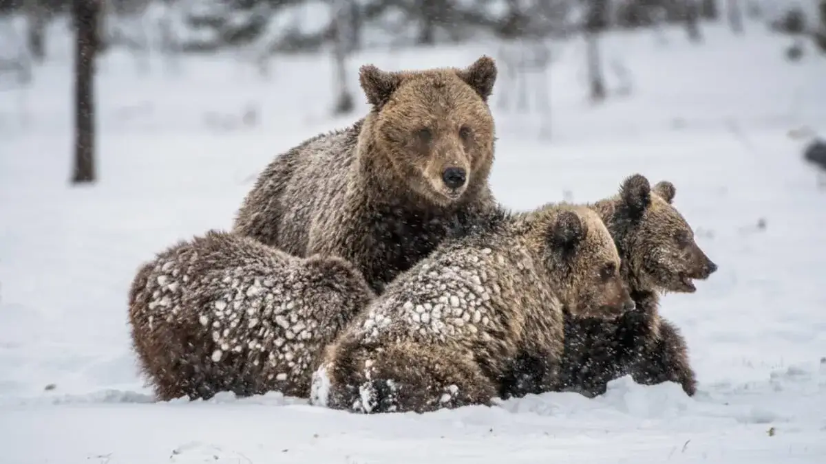 Jak niedźwiedzie zimują? Sekrety hibernacji i ich zachowania w zimie