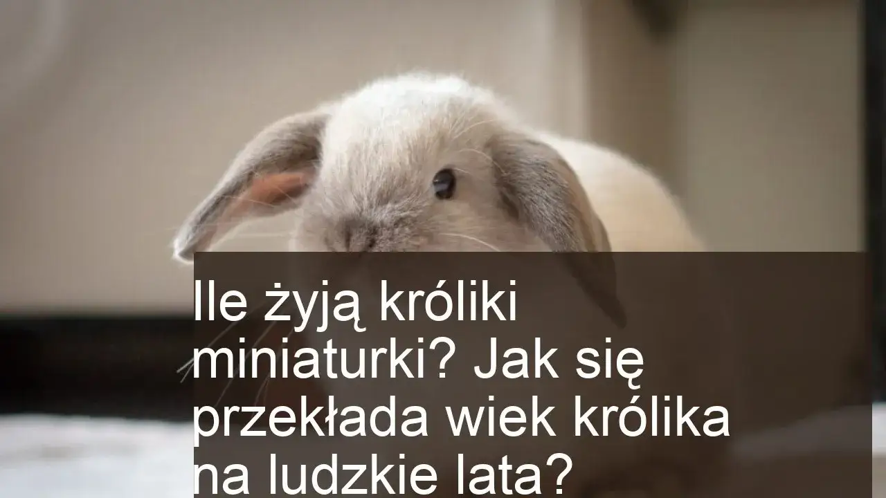 Ile lat żyją króliki miniaturki – kluczowe czynniki ich długości życia