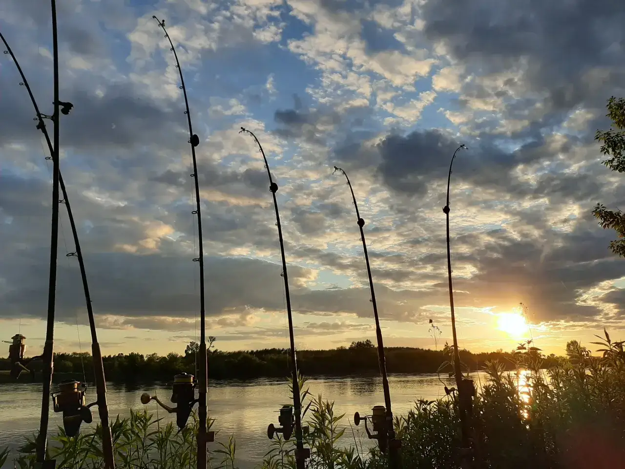 Wędki na suma z brzegu czekają na branie podczas zachodu słońca.