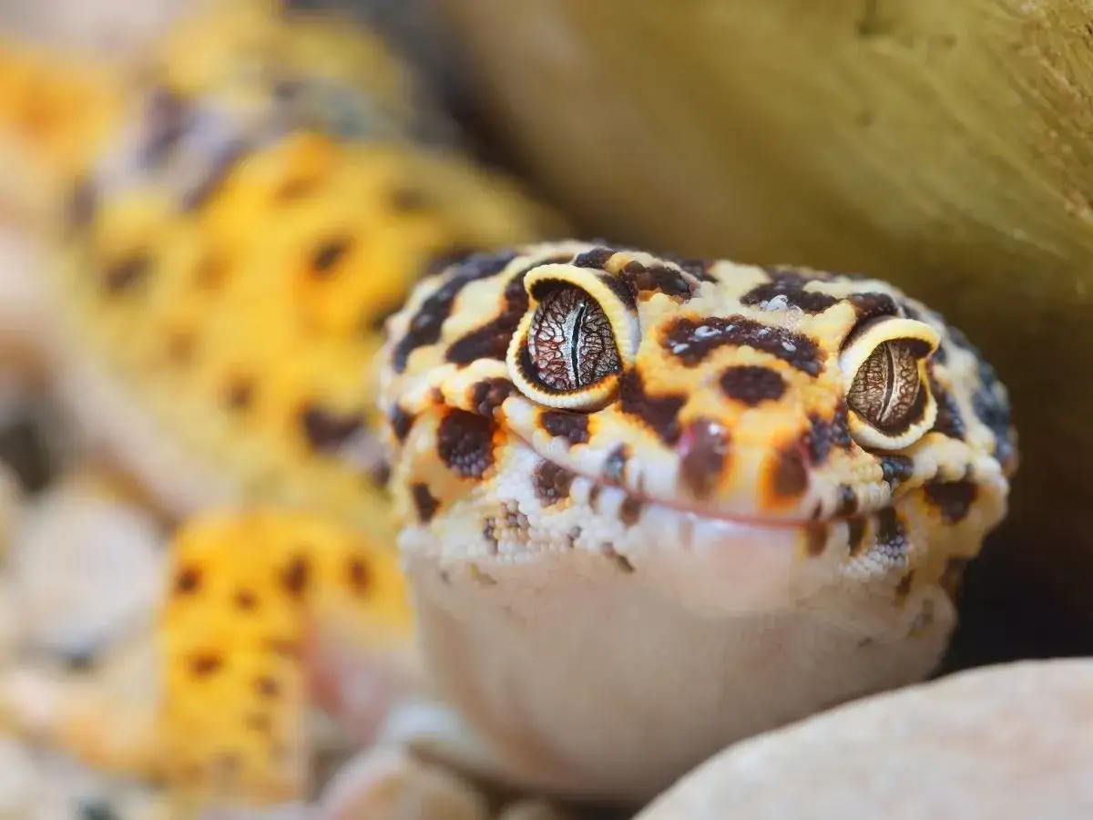 Gekon lamparci z bliska, z widocznymi oczami i cętkowanym wzorem.