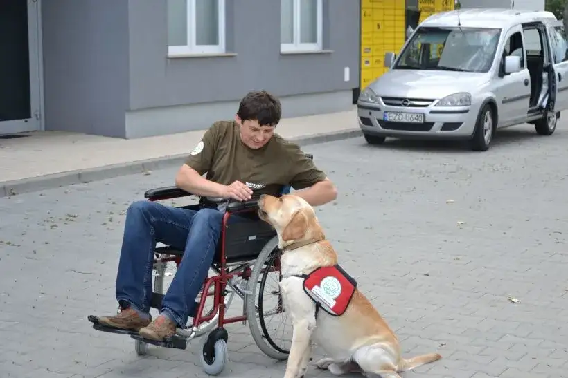 Jak otrzymać psa opiekuna osoby niepełnosprawnej: kompletny poradnik