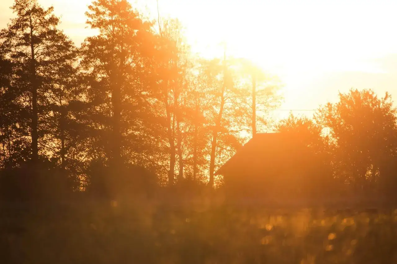 Jak wysokie drzewa przy granicy działki mogą prowadzić do kłopotów?
