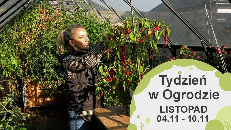 Jak zadbać o ogród na co dzień i cieszyć się piękną przestrzenią