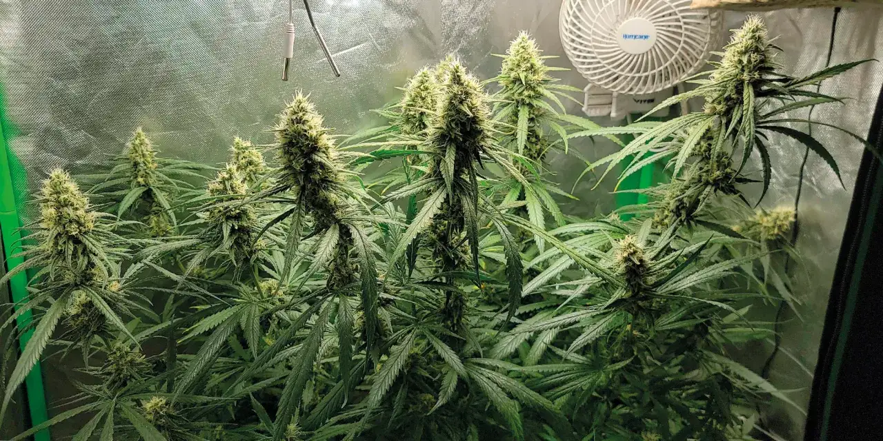 Gorilla Glue: Opis odmiany i opinie użytkowników - Dowiedz się!