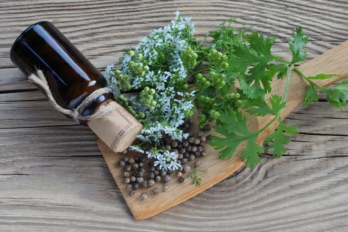 Coriander przyprawa do czego? Na desce leżą nasiona kolendry, jej kwiaty i liście, obok ciemna buteleczka.