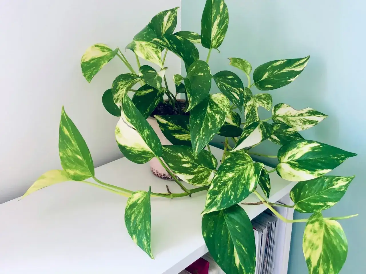 Epipremnum złociste z żółtymi przebarwieniami na liściach, które mogą świadczyć o chorobach lub niedoborach.