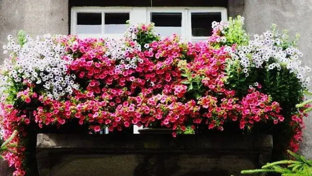 Jak sadzić surfinie w skrzynkach, aby uniknąć najczęstszych błędów