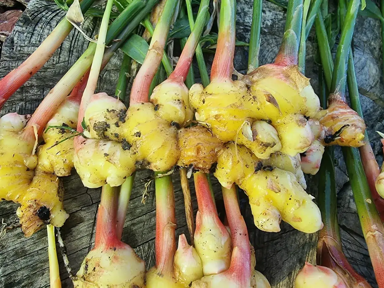 Imbir zakwitnie w domu! Jak wygląda i co zrobić, by go zobaczyć?