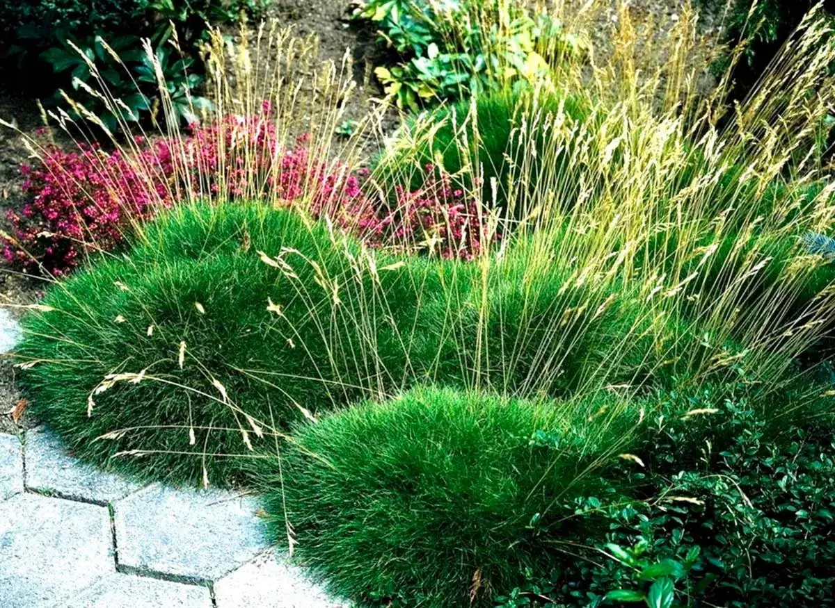 Kępy trawy niedźwiedziej tworzą zielone poduchy, a nad nimi wznoszą się delikatne źdźbła, tworząc piękną florystykę.