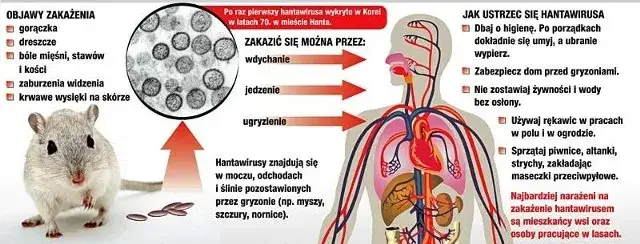 Gorączka krwotoczna objawy: Jak rozpoznać groźne symptomy?