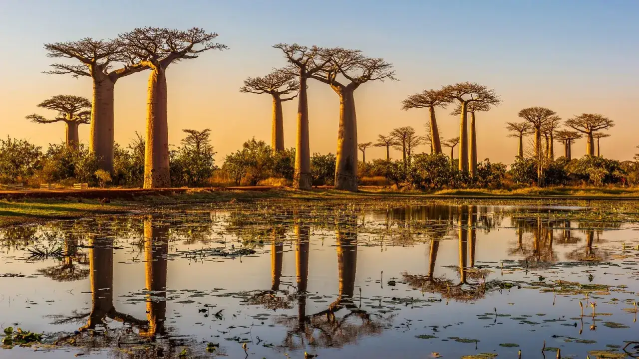 Aleja baobabów odbija się w spokojnej wodzie, tworząc magiczny widok, jakby właśnie nastała pora deszczowa na Madagaskarze.