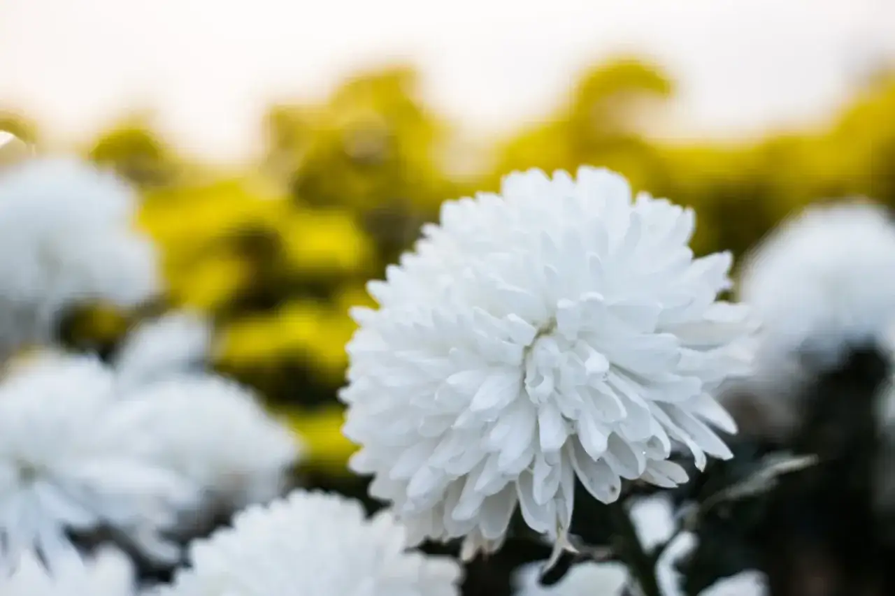 Jak wyhodować chryzantemy z cmentarza, aby przetrwały zimę i znów zakwitły