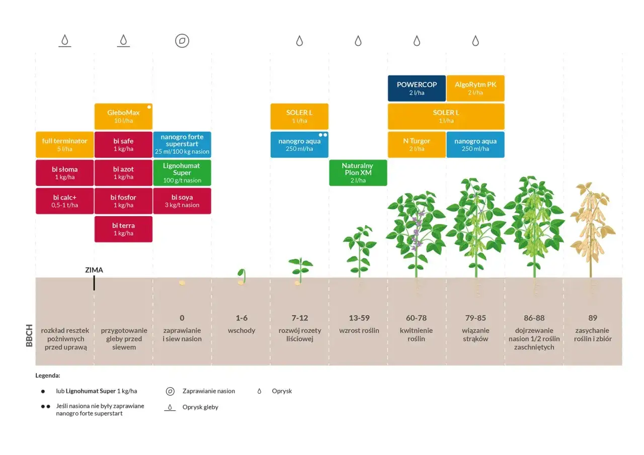 Kwitnienie soi: Sekrety obfitych zbiorów w Twoim ogrodzie
