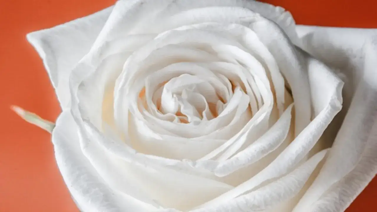 Biała róża na pogrzebie symbolika i savoir-vivre. Czy wiesz wszystko?