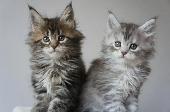 Kot tonkijski bez rodowodu cena – co musisz wiedzieć przed zakupem