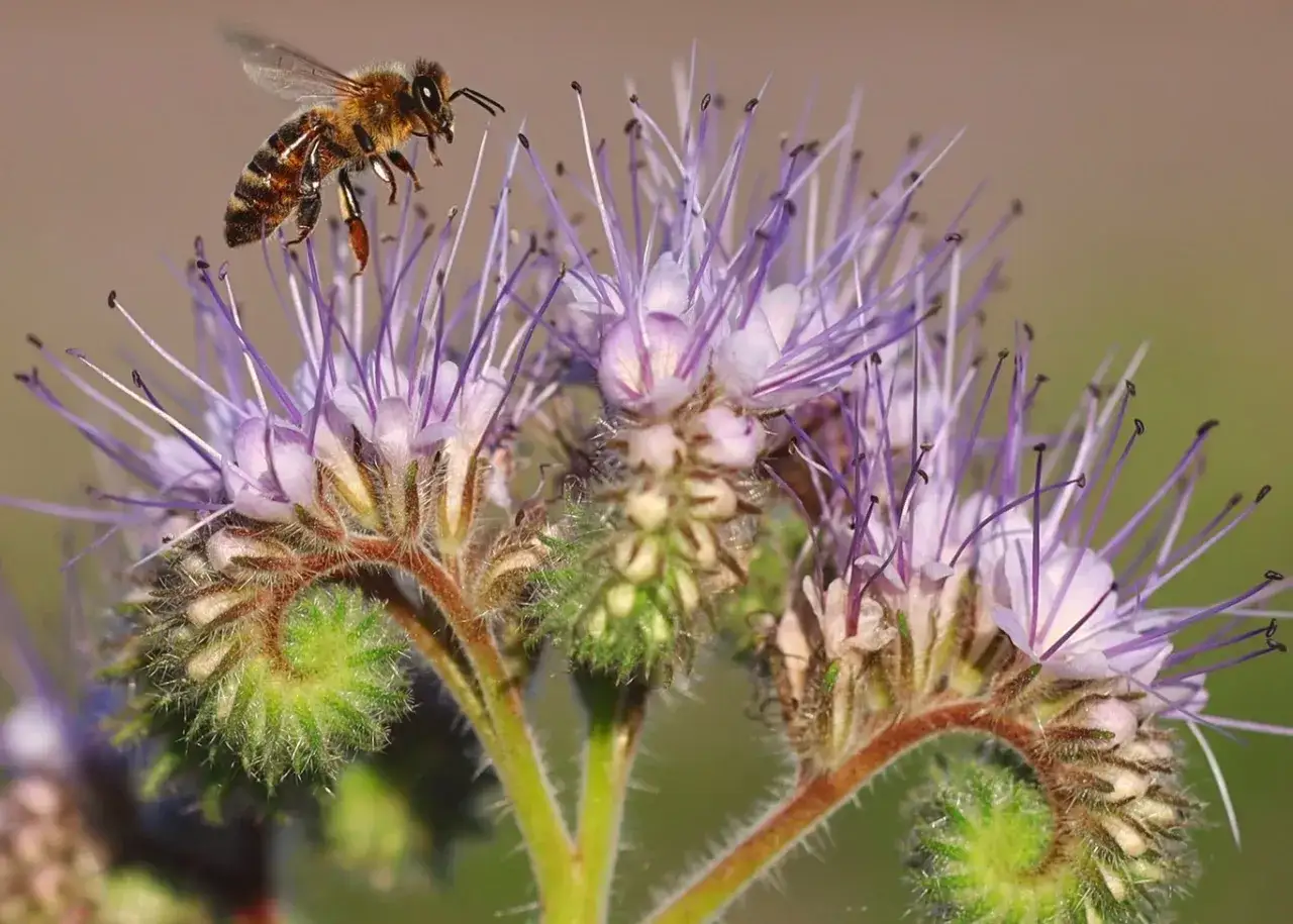 Facelia: Ile kwitnie? Poznaj triki na dłuższe kwiaty!