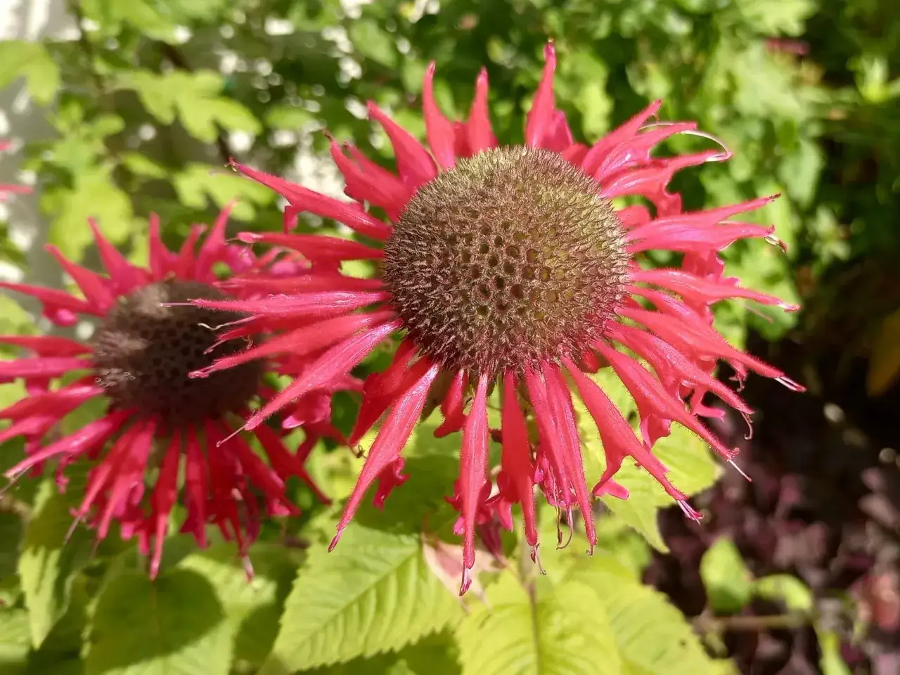 Kleszcze w ogrodzie? Posadź te rośliny i stwórz naturalną barierę!