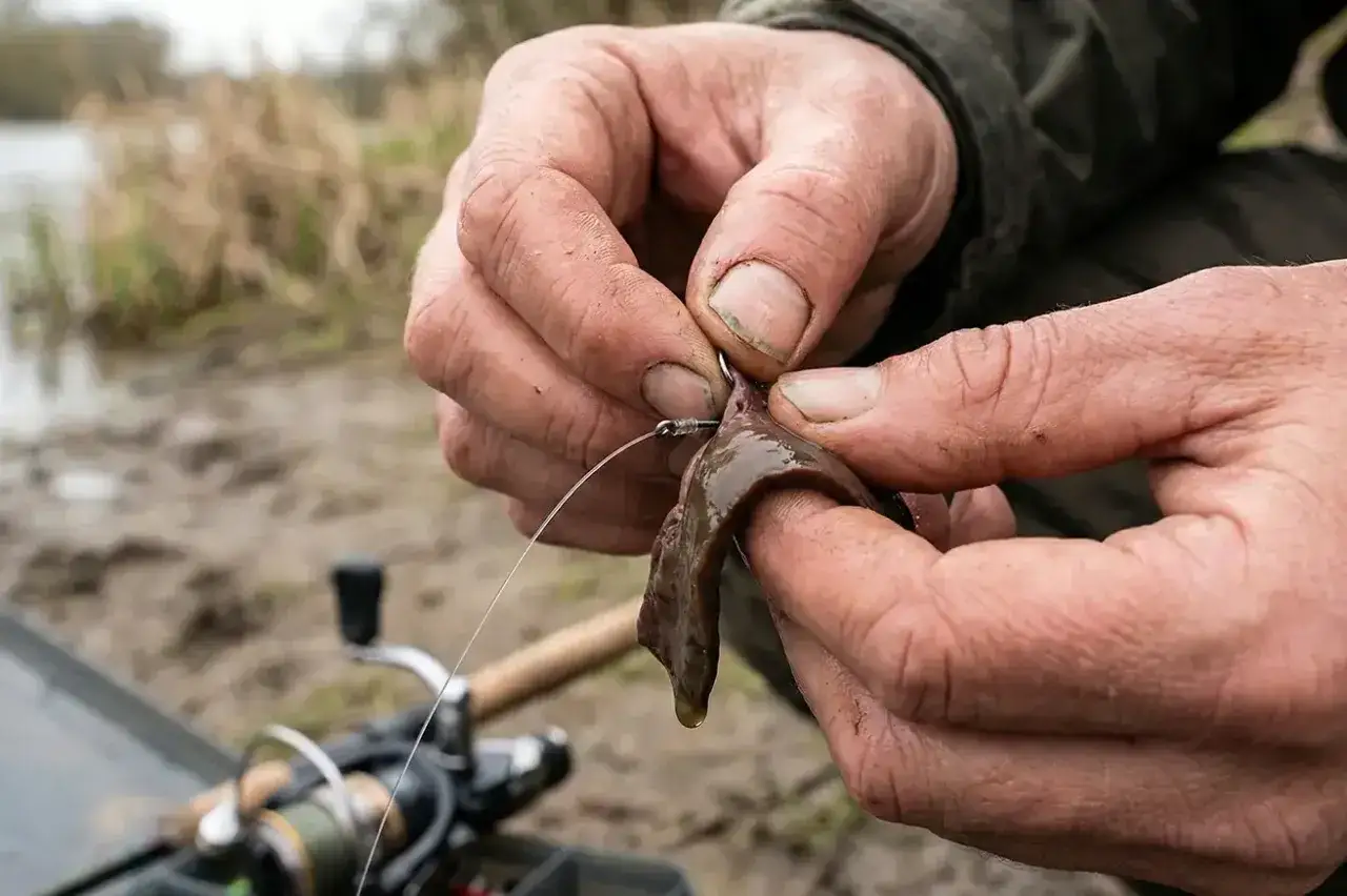 Dłonie wędkarza mocują kawałek wątróbki na haczyku wędkarskim.