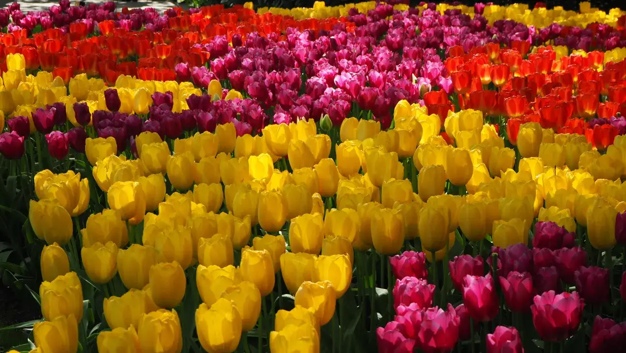 Tulipany Holandia: Kiedy i Gdzie Zobaczyć Najpiękniejsze Pola Kwiatowe?