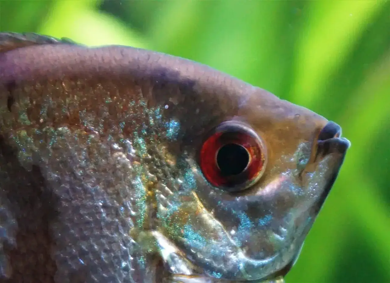 Sól w akwarium słodkowodnym: Lek czy trucizna? Używaj bezpiecznie!