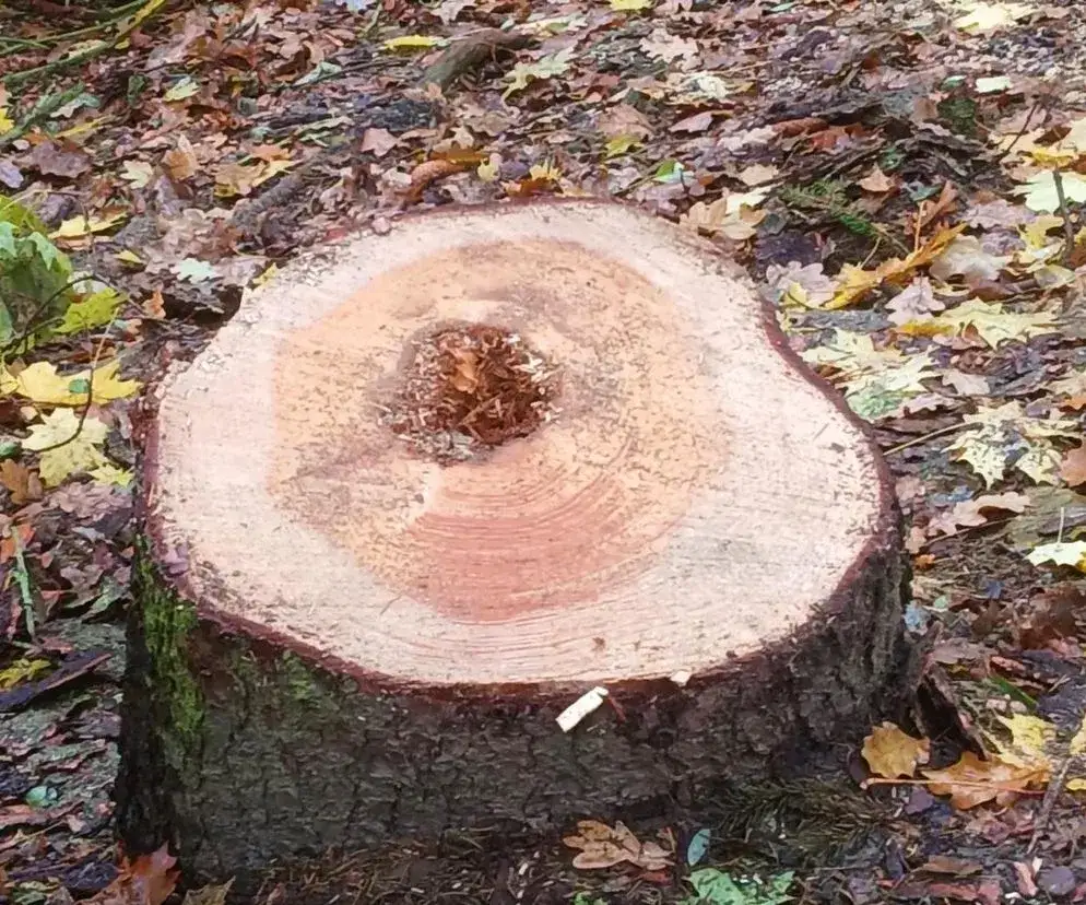 Jakie drzewa można wyciąć bez pozwolenia? Sprawdź ważne zasady