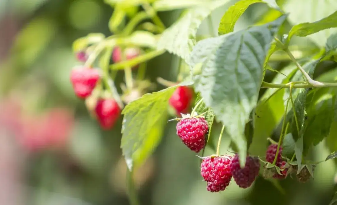 Cięcie malin: Poradnik krok po kroku do obfitych zbiorów (letnie i jesienne)
