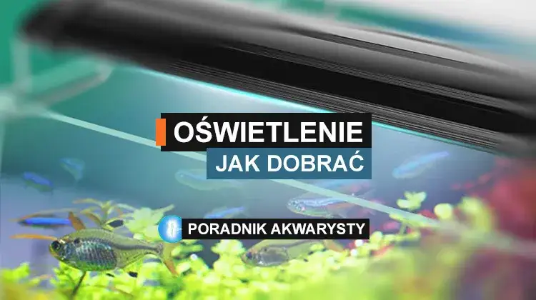 Jakie oświetlenie do akwarium 60l? Sprawdź najlepsze opcje dla ryb
