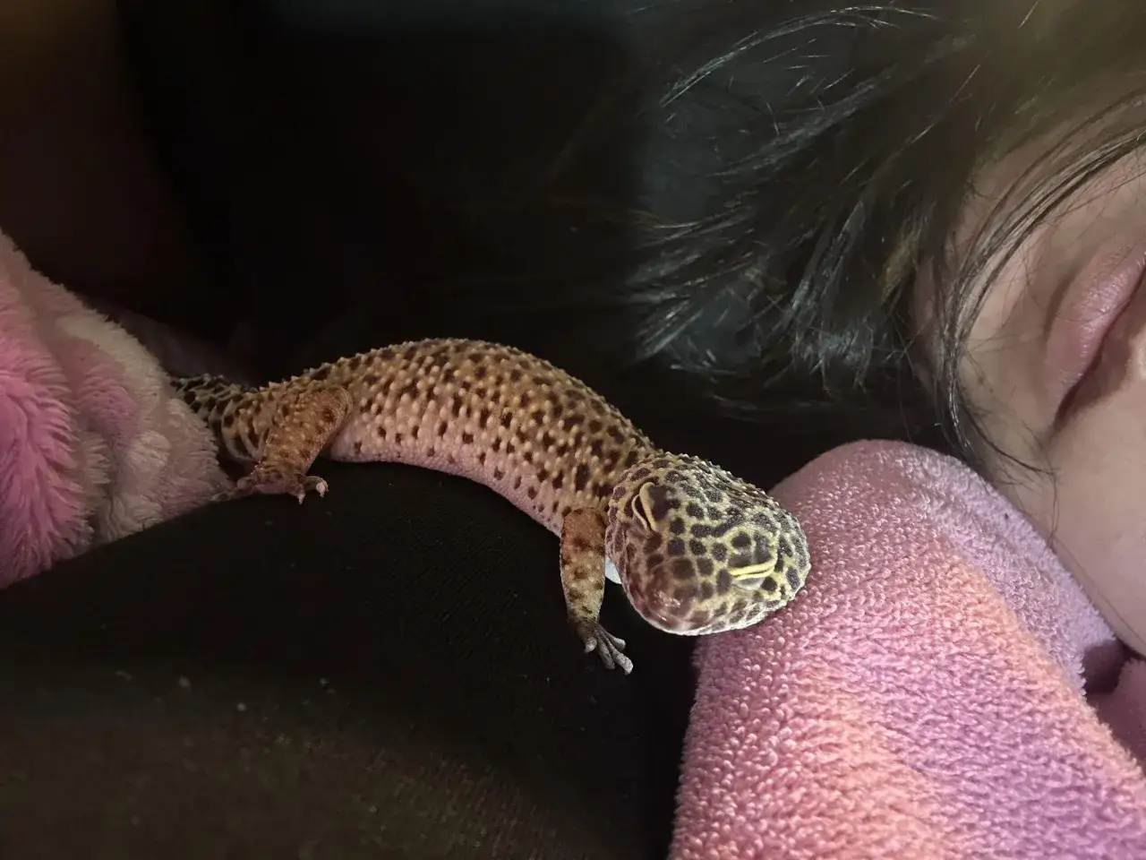 Ugryzienie gekona lamparciego: Czy jest się czego bać?