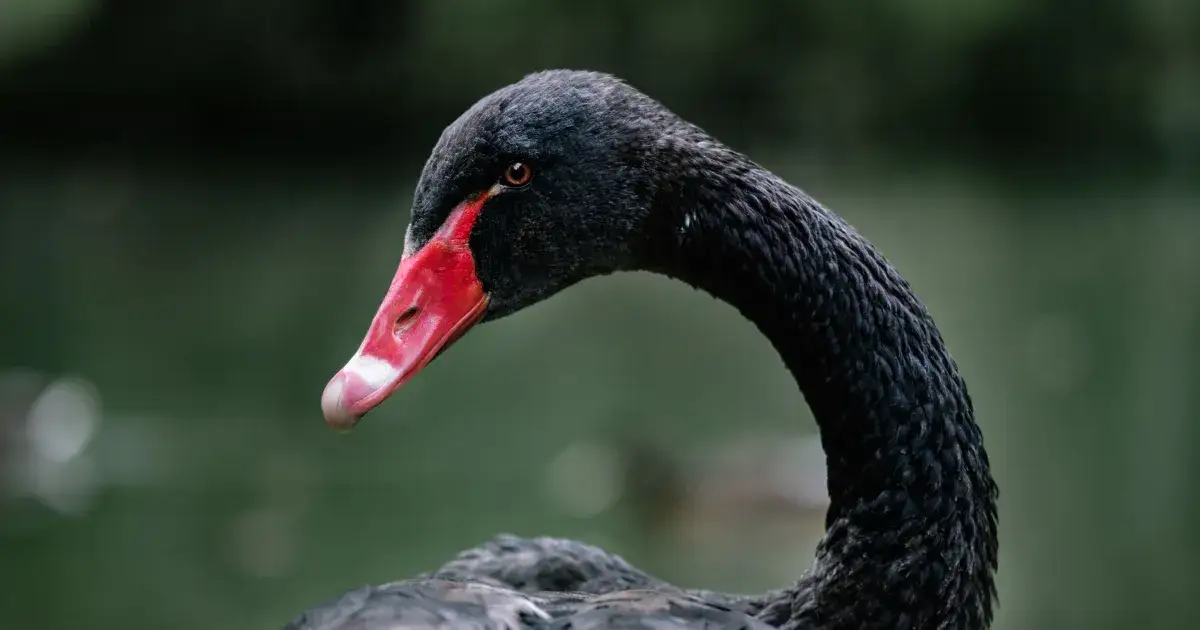Czarny łabędź na miarę Covid-19 – twierdzi znany biznesmen