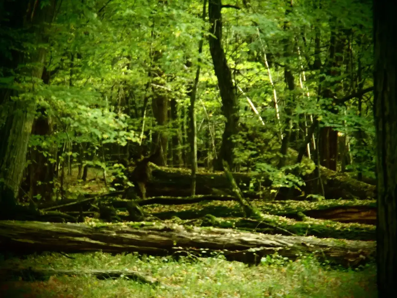 Rezerwat przyrody Lipówka: Odkryj unikalne bogactwo natury i zagrożenia