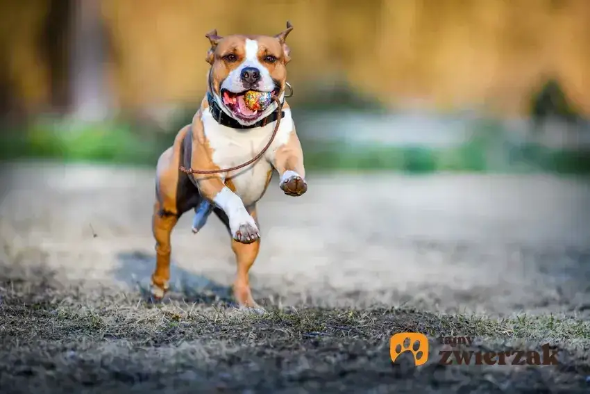 Amstaff: jak wychować przyjaciela, nie bestię? Poradnik