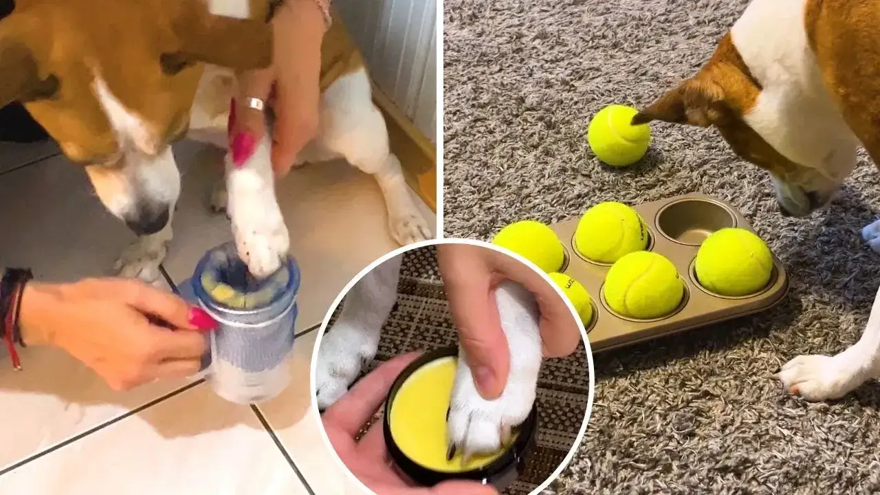 Jak czyścić psu łapy po spacerze, aby uniknąć problemów zdrowotnych