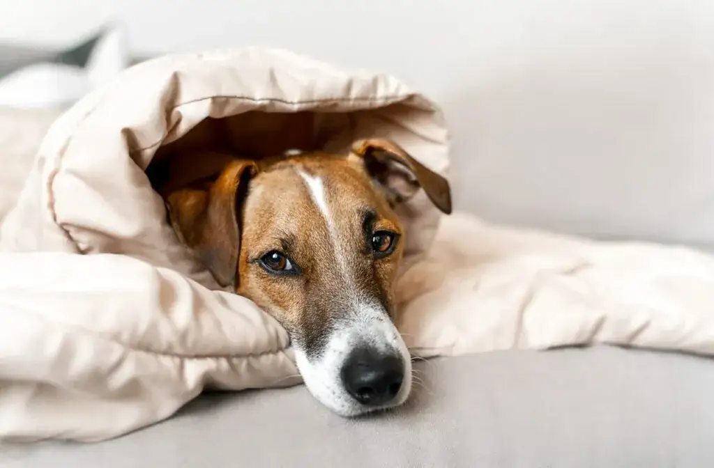 Kaszel u psa objawy: Jak rozpoznać groźne symptomy u pupila