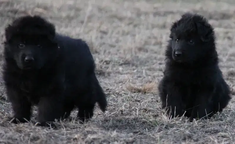 Jak rośnie owczarek niemiecki? Kluczowe etapy wzrostu i rozwoju