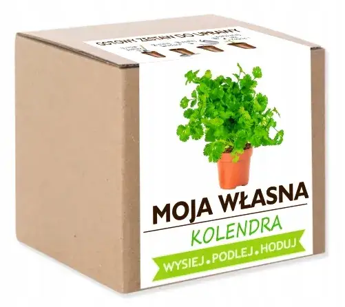 Gdzie kupić kolendrę w doniczce? Sprawdź najlepsze miejsca i ceny