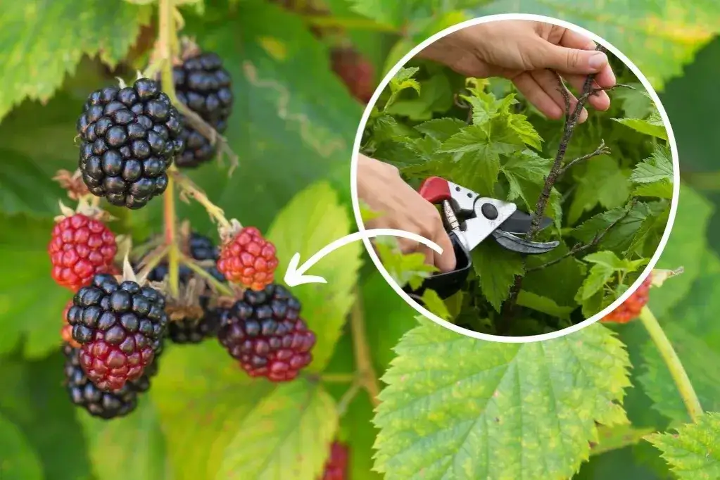 Jak przycinać jeżyny? Sekret obfitych plonów i zdrowych krzewów