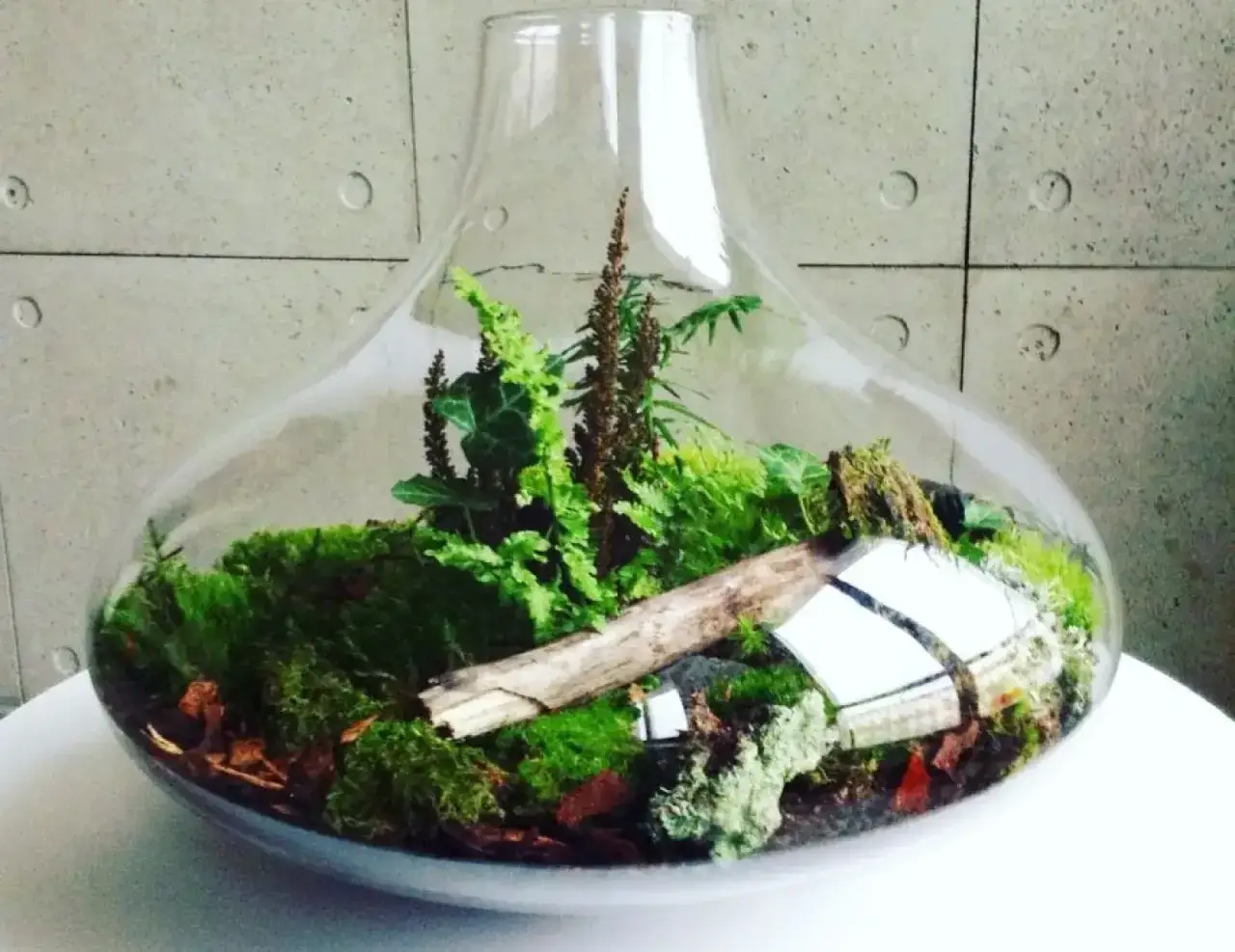 Magiczny ogród w szkle: Prosty sposób na zielone mini-królestwo w domu