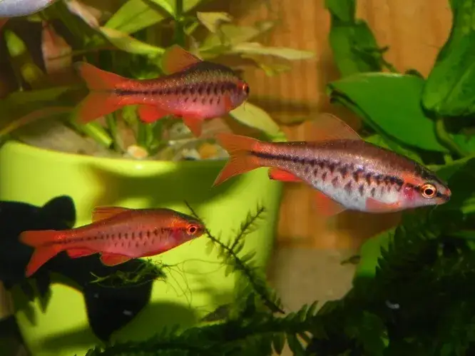 Jak rozmnażają się ryby jajorodne i co warto o tym wiedzieć