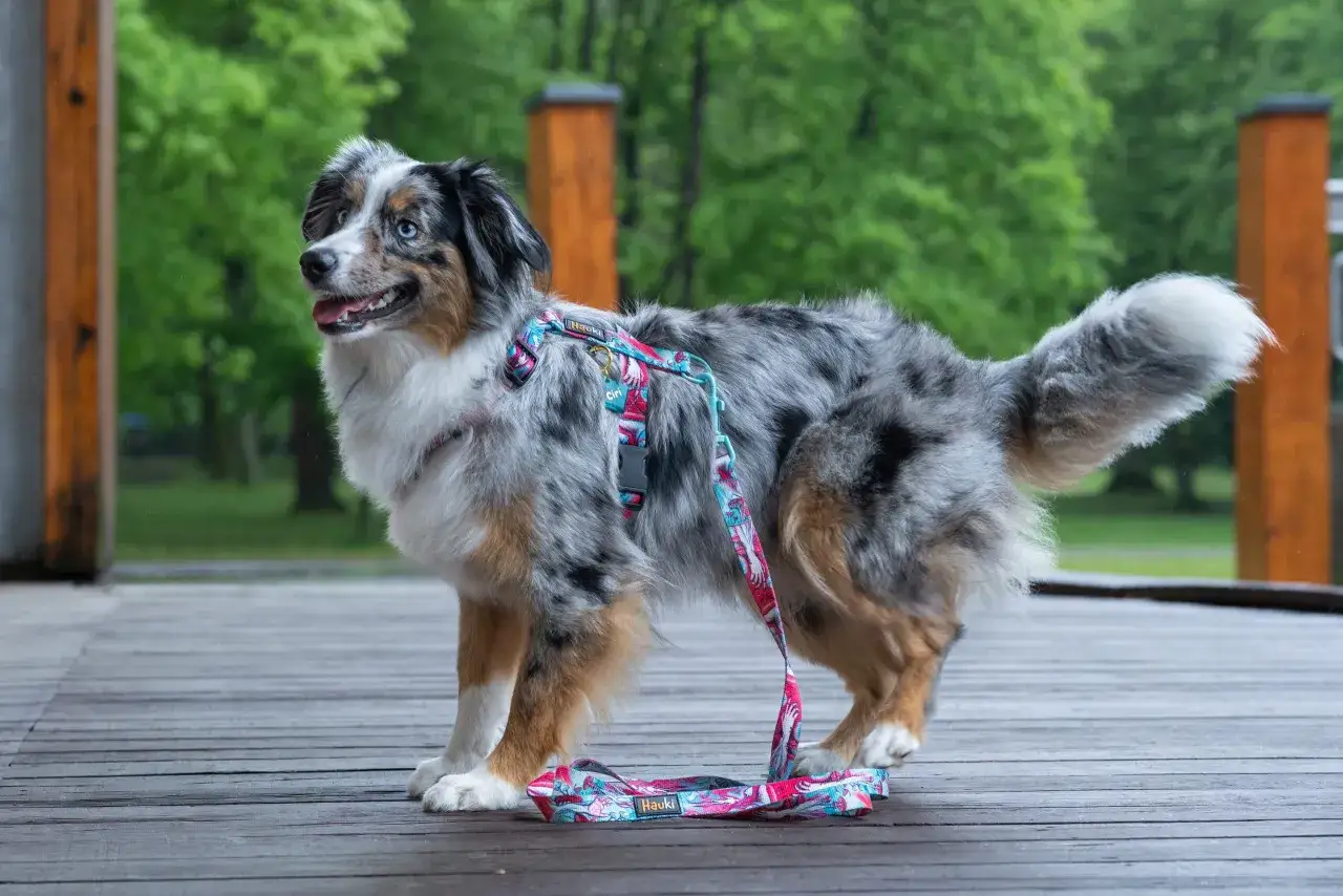 Szelki dla niewidomego psa: jak zapewnić bezpieczeństwo i komfort