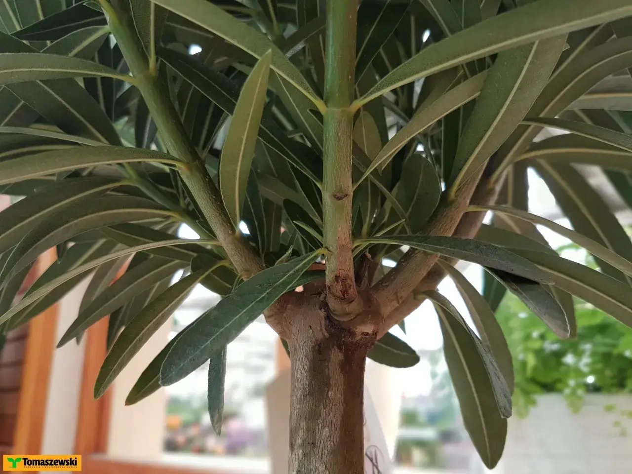 Przycinanie oleandra: Jak ciąć, by kwitł obficie? Poradnik krok po kroku