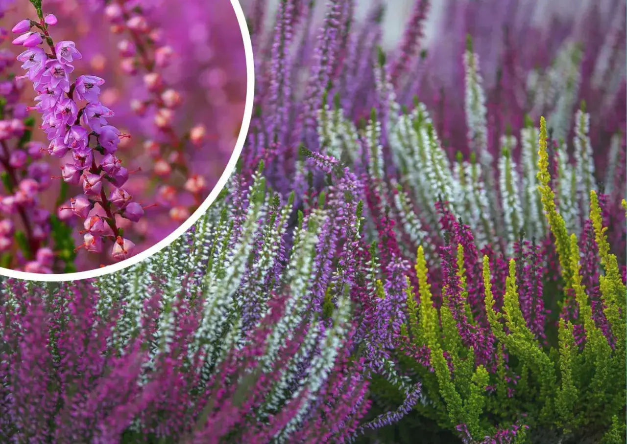 Piękne wrzosy w odcieniach różu, fioletu i bieli, idealne, kiedy kupujemy wrzosy na jesienne dekoracje.