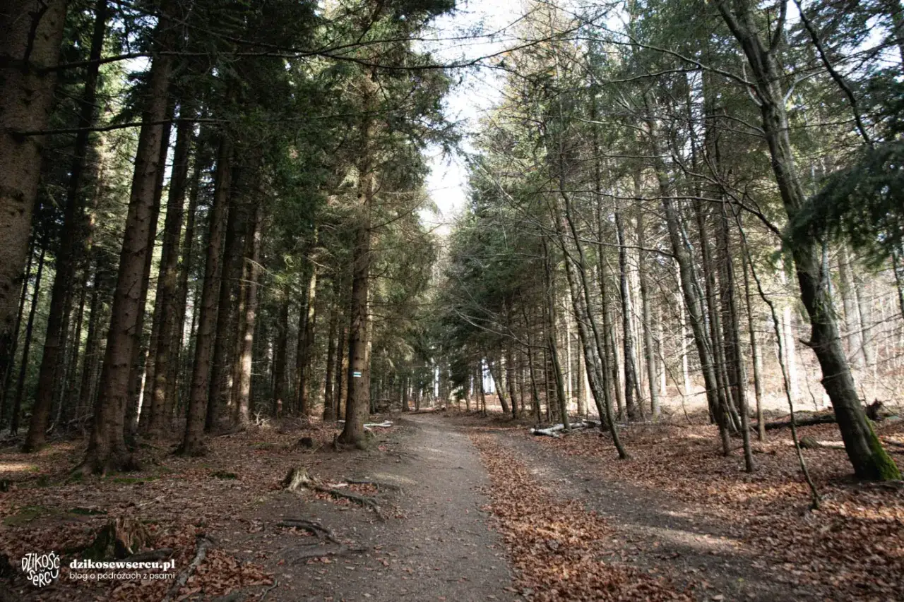 Borówkowa Góra: Jak dojść? Wybierz idealny szlak i podziwiaj!