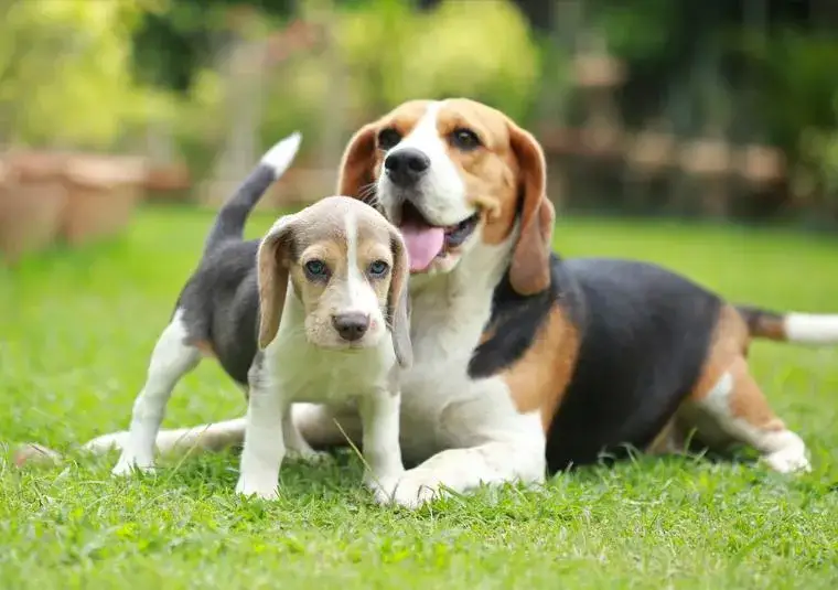 Czy szczeniak może jeść karmę dla dorosłych psów? Sprawdź ryzyko!