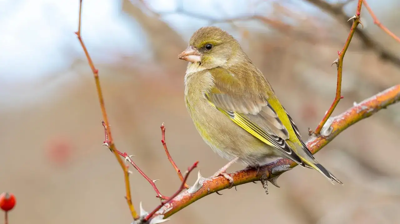 Jakie ptaki przylatują na zimę? Odkryj fascynujące gatunki w Polsce